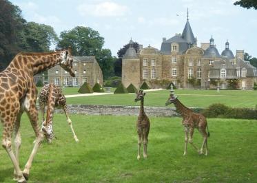 Chateau de la bourbansais girafe